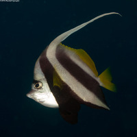 Heniochus diphreutes (Schooling Bannerfish)