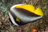 Heniochus singularius (Singular Bannerfish)