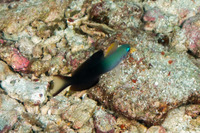 Ptereleotris evides (Twotone Dartfish)