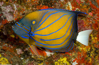 Pomacanthus annularis (Blue-Ringed Angelfish)