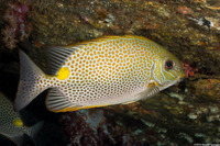 Siganus guttatus (Golden Rabbitfish)