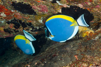 Acanthurus leucosternon (Powderblue Surgeonfish)