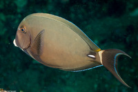 Acanthurus leucocheilus (Pale-Lipped Surgeonfish)