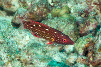 Bodianus diana (Diana's Hogfish)