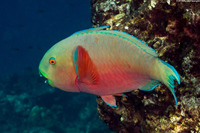Chlorurus strongylocephalus (Roundhead Parrotfish)