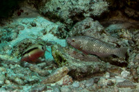 Scarus quoyi (Quoy's Parrotfish)