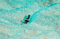 Cryptocentrus fasciatus (Barred Shrimpgoby)