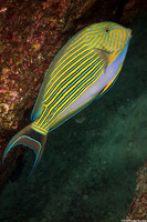 Acanthurus lineatus (Striped Surgeonfish)