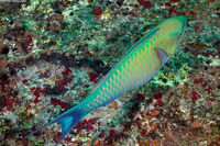 Scarus caudofasciatus (Bartail Parrotfish)