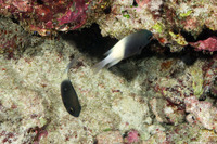 Pycnochromis fieldi (Indian Half-and-Half Chromis)