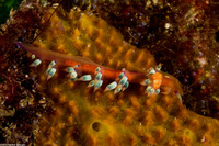 Coryphellina exoptata (Desirable Flabellina)