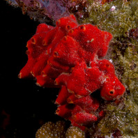 Pione vastifica (Red Boring Sponge)