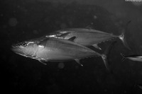 Gymnosarda unicolor (Dogtooth Tuna)