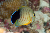 Acanthurus tristis (Indian Mimic Surgeonfish)