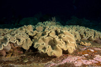 Sarcophyton trocheliophorum (Elephant Ear Coral)