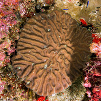 Lobophyllia radians (Lobophyllia Radians)