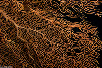 Annella mollis (Giant Sea Fan)