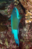 Scarus frenatus (Bridled Parrotfish)