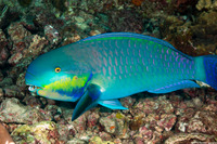 Chlorurus strongylocephalus (Roundhead Parrotfish)