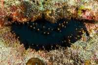 Stichopus chloronotus (Greenfish Sea Cucumber)