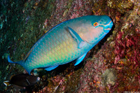 Scarus ghobban (Bluebarred Parrotfish)