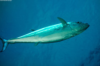 Gymnosarda unicolor (Dogtooth Tuna)