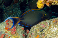 Acanthurus bariene (Roundspot Surgeonfish)