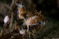 Hermissenda opalescens (Opalescent Nudibranch)