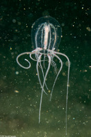 Polyorchis penicillatus (Bell Medusa)