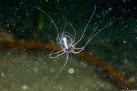 Polyorchis penicillatus (Bell Medusa)