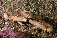 Heterocrypta occidentalis (Sandflat Elbow Crab)