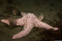 Pisaster brevispinus (Short-Spined Sea Star)