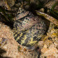 Cittarium pica (West Indian Top Snail)