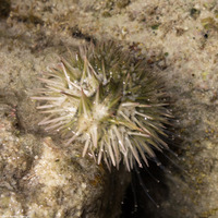 Lytechinus variegatus (Variegated Urchin)