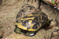 Cittarium pica (West Indian Top Snail)