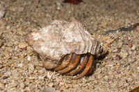 Coenobita clypeatus (Caribbean Hermit Crab)