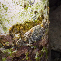 Plagusia depressa (Tidal Spray Crab)
