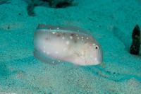 Xyrichtys novacula (Pearly Razorfish)