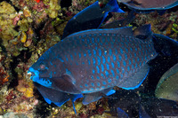 Scarus coelestinus (Midnight Parrotfish)