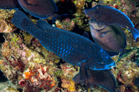 Scarus coelestinus (Midnight Parrotfish)
