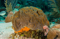 Diploria labyrinthiformis (Grooved Brain Coral)