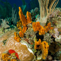 Ectyoplasia ferox (Brown Encrusting Octopus Sponge)