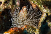 Ragactis lucida (Knobby Anemone)