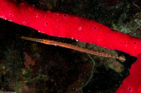 Aulostomus maculatus (Atlantic Trumpetfish)