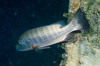 Lutjanus cyanopterus (Cubera Snapper)