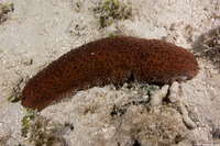 Isostichopus badionotus (Three Rowed Sea Cucumber)