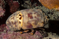 Scyllarides aequinoctialis (Spanish Slipper Lobster)