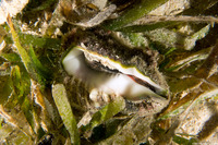 Macrostrombus costatus (Milk Conch)