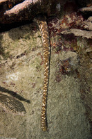 Holothuria thomasi (Tiger Tail Sea Cucumber)