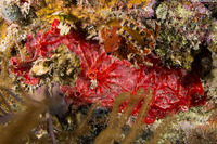 Monanchora arbuscula (Red Encrusting Sponge)